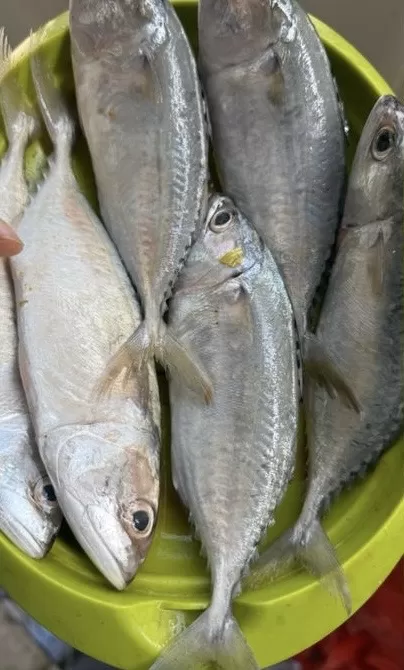 Ikan kembung olah isi 6